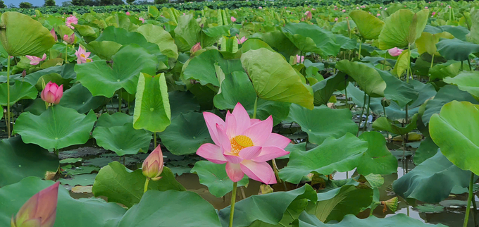 z5981493454117_78f524ab8747f1a01a7081104fbd4b1f-215228_471.jpg Một góc của hồ sen. Ảnh: NVCC.