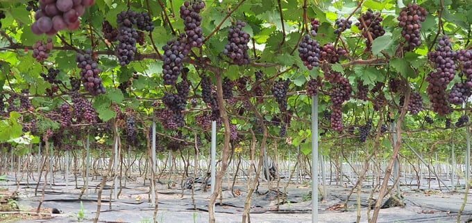 z5990330034417_7656f42f8b3c146de2e219ad676b5c90-224849_303.jpg Mùa nho hạ đen chín.