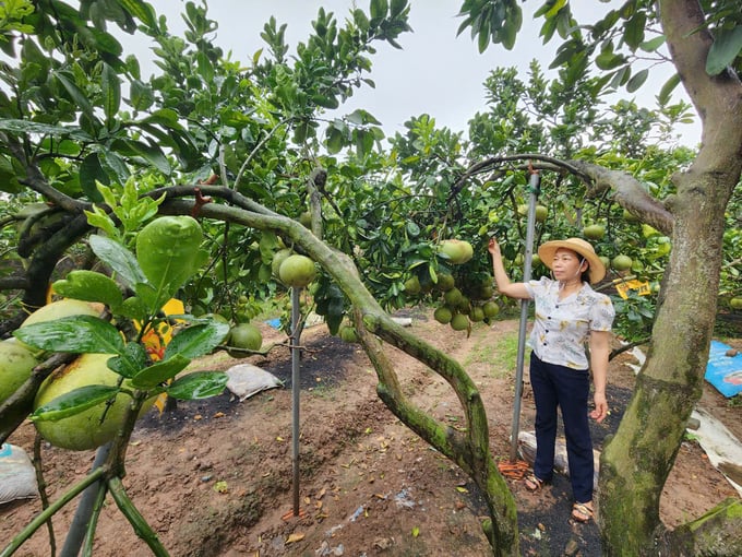 z6004527051925_eb551b6a67d3466eb808ad4d7bd3989b-152523_888.jpg Vườn bưởi tôm vàng ở trong làng của bà Nguyễn Thị Tâm ở xã Thượng Mỗ, huyện Đan Phượng. Ảnh: Dương Đình Tường.