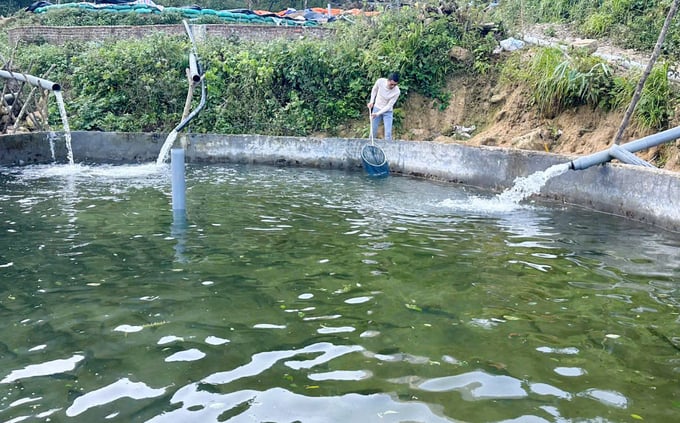 Coldwater fish farming households in Lai Chau have begun to pay attention to investing in building tanks and preventing diseases. Photo: H.D.