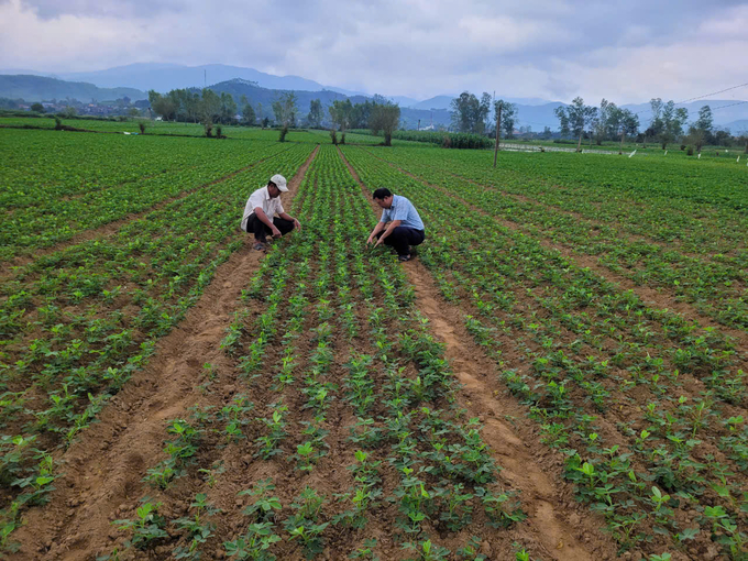 Ngành chức năng Bình Định chuyển giao kỹ thuật chăm sóc cây màu cho nông dân Bình Định. Ảnh: V.Đ.T.