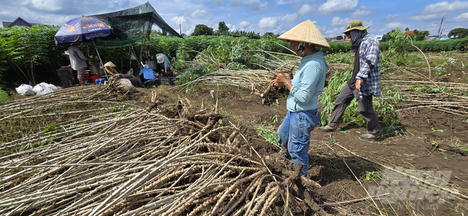 20241019_093831-230934_673-230935.jpg Những giống sắn mới triển vọng về năng suất, khả năng kháng bệnh khảm lá và hàm lượng tinh bột cao. Ảnh: Minh Sáng.