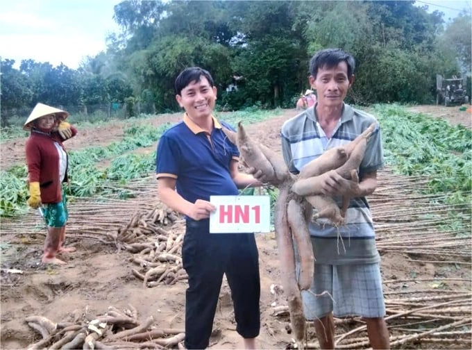 3-094537_554.jpg Giống sắn HN1 cho năng suất củ tươi đạt 34,4 tấn/ha. Ảnh: V.Đ.T.