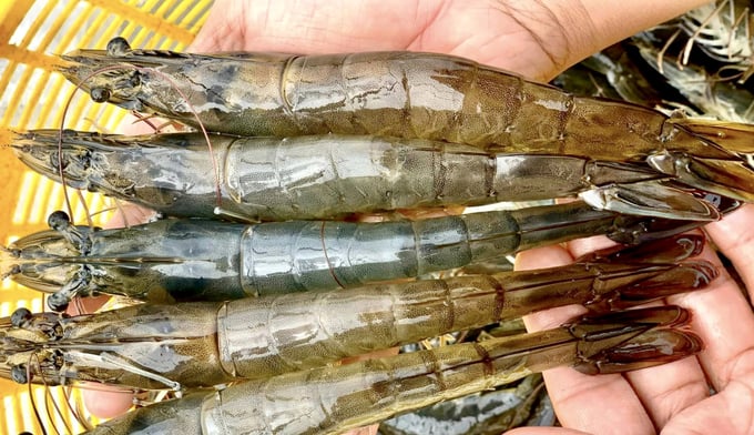 Vietnamese shrimp holds great potential in the UAE market thanks to the CEPA. Photo: Son Trang.