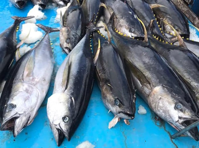 Vietnam is currently one of the top three suppliers of tuna to the UAE. Photo: Son Trang.