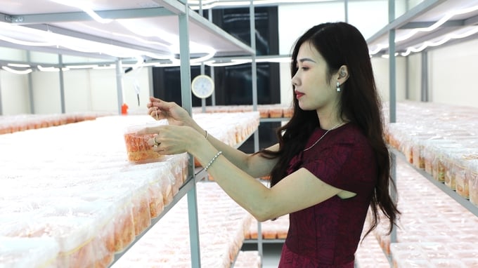 Ms. Nguyen Thi Mai Phuong inspects and ensures the growth rate and quality of cordyceps. Photo: Cuong Vu.
