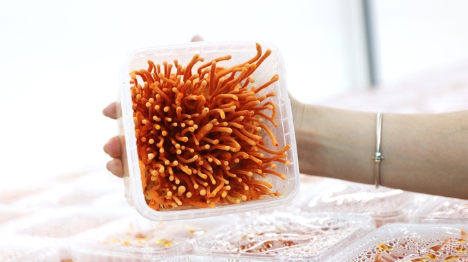 Cordyceps product. Photo: Cuong Vu.