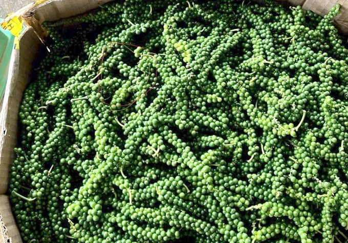 Freshly harvested pepper. Photo: Son Trang.