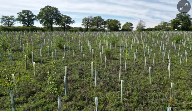 Reforestation projects sold as part of carbon markets can now be more easily monitored because of satellites. Photograph: Richard Newstead.
