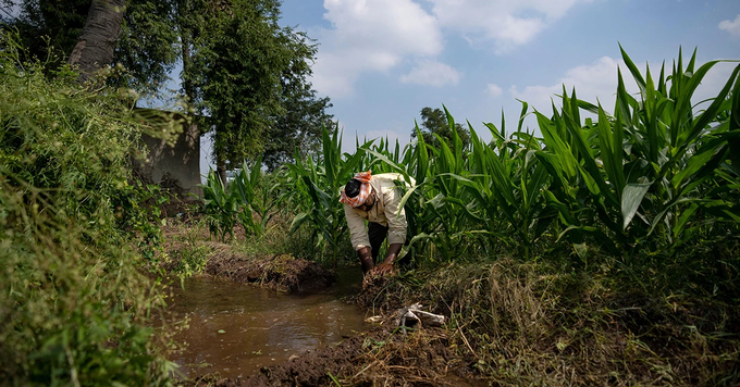 Using fertilizer more sparingly in India could encourage farmers to improve natural soil fertility, as on this farm in Andhra Pradesh. Credit: Altaf Qadri/AP.