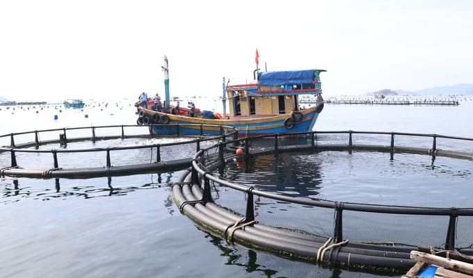 a2-150938_130.jpg Mô hình thí điểm nuôi biển công nghệ cao tại vùng biển hở TP Cam Ranh do Quỹ Thiện Tâm tài trợ. Ảnh: PC.