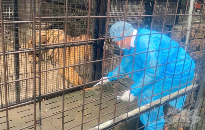 Veterinary staff are taking samples from live tiger cages at Mango Garden Ecotourism Area to assess the virus load after the incident. Photo: Le Binh.