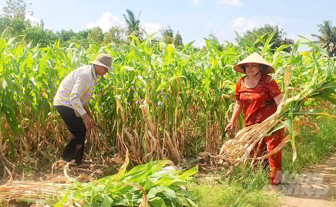 anh-4-155755_855-155756.jpg Bà Lê Thị Nhanh trồng 1ha bắp non cho trái bán quanh năm, còn thân cây bắp làm thức ăn cho bò. Ảnh: Lê Hoàng Vũ.