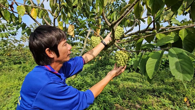la-mat-na-sau-rieng-co-gai-trai-to-den-3kg-124250_278.jpg
