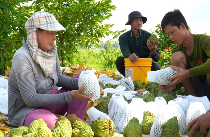 la-mat-na-sau-rieng-co-gai-trai-to-den-3kg-124650_387.jpg