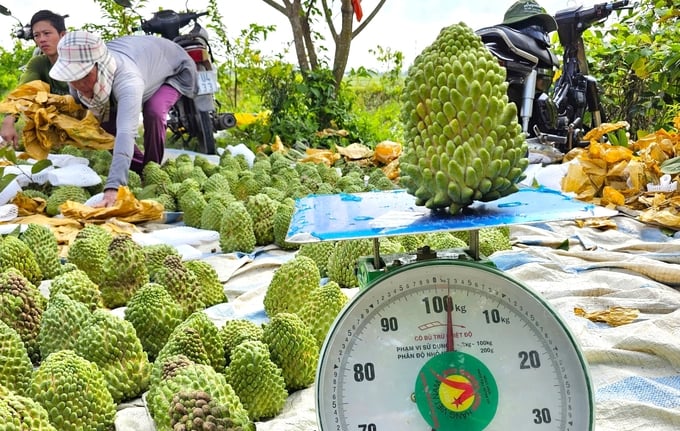 la-mat-na-sau-rieng-co-gai-trai-to-den-3kg-130718_698.jpg
