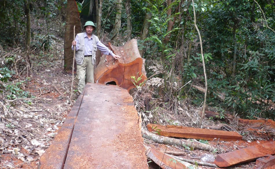 Phóng viên tại một địa điểm phá rừng ở Trường Sơn (Quảng Bình), tháng 10/2008. Ảnh: N. T. Phóng viên tại một địa điểm phá rừng ở Trường Sơn (Quảng Bình), tháng 10/2008. Ảnh: N. T.