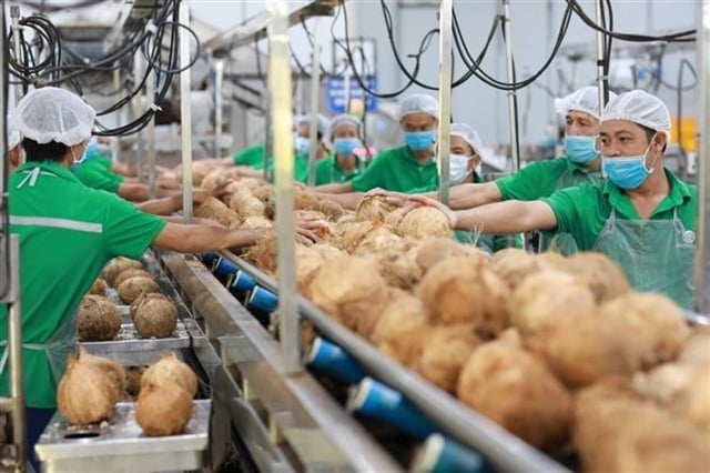 Vietnam's fresh coconut exports to the United States increased by 1,156% in volume and 934% in value compared to the same period last year. Photo: VNA.