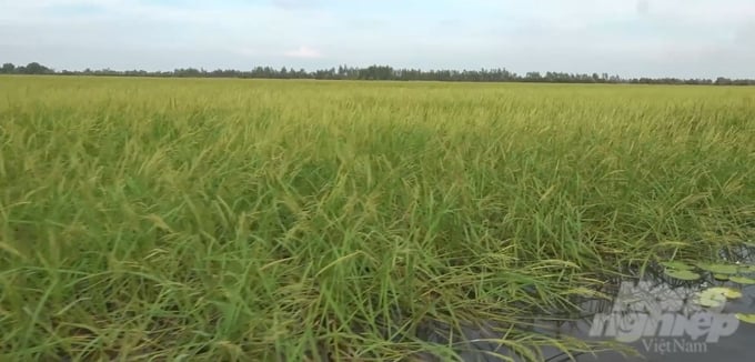 The amount of alluvium deposited in this floating rice model is 3 times higher than the 3-crop rice farming model. Photo: VAN.