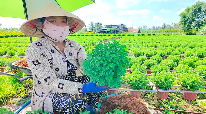 5-231829_695.jpeg Hoa cúc mâm xôi truyền thống và cúc mâm xôi cấy mô vẫn phát triển bình thường, khả năng trổ hoa đúng dịp Tết. Ảnh: Minh Đảm.