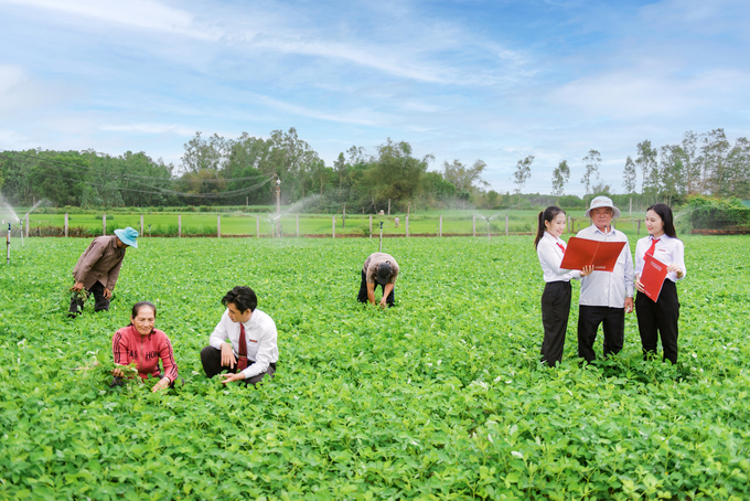 Cán bộ Agribank Bình Định trên cánh đồng đậu phộng của người dân xã Cát Hiệp (huyện Phù Cát, Bình Định). Ảnh: V.Đ.T.