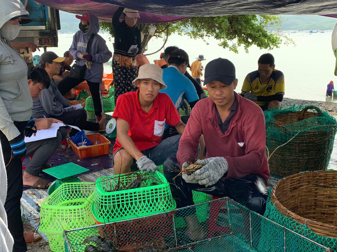 1-103341_538.jpg Ngư dân Khánh Hòa thu hoạch sớm tôm nuôi trong lồng bè để ứng phó với mưa bão. Ảnh: K.S.