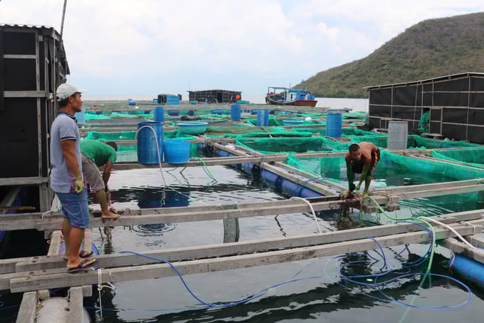 2-103341_153.jpg Ngư dân Phú Yên chằng néo cột lồng bè để ứng phó với mưa bão. Ảnh: K.S.