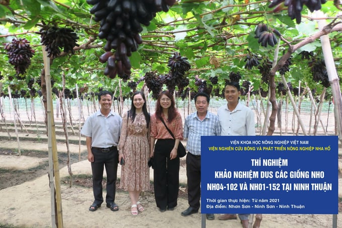z6066451862813_49a19b55f22a9d28e8e15d3bfd5c3c86-102140_571.jpg Giống nho ăn tươi NH01-152 và NH04-102 đã được Văn phòng Bảo hộ Giống cây trồng (Bộ NN-PTNT) cấp bằng bảo hộ giống cây trồng mới. Ảnh: Phan Công Kiên.