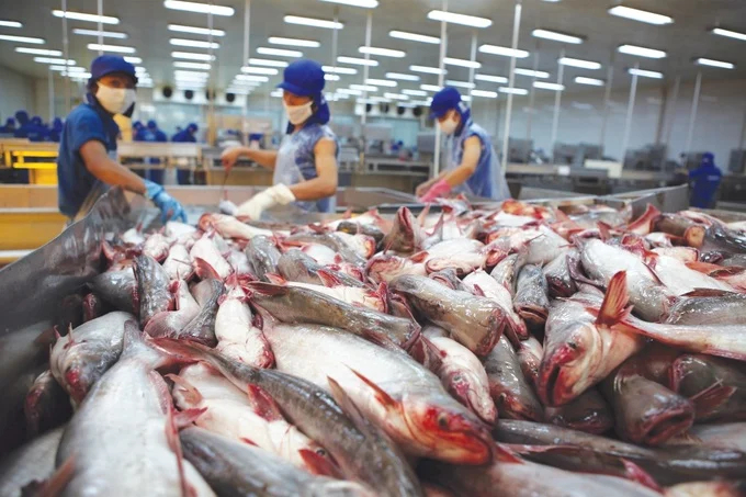 Sản lượng cá tra của nước ta năm 2024 ước tính đạt 1,67 triệu tấn, bằng 99% so với cùng kỳ năm 2023. Ảnh: Lê Hoàng Vũ.