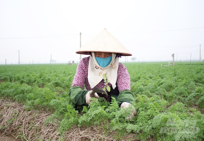vu-dong-trong-trach-nong-dan-hai-duong-khong-de-co-hoi-vut-khoi-tam-tay-063341_339-063342.jpg Tận dụng thời cơ thuận lợi, nông dân Hải Dương tăng tốc sản xuất vụ đông để gia tăng thu nhập. Ảnh: Trung Quân.