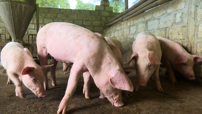 The condition of restocking is to have pigs injected with vaccines to prevent disease. Photo: Ngoc Tu.