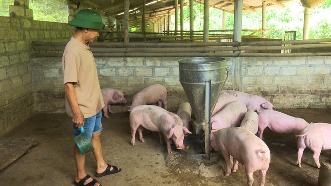 Livestock farmers in Bac Kan slowly expand the herd to serve the year-end market. Photo: Ngoc Tu.