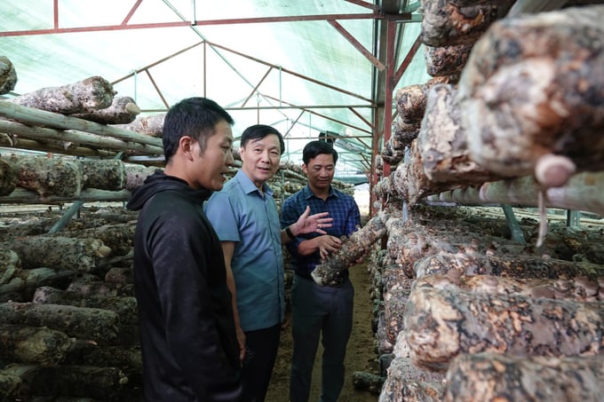 a-5-214141_260.jpg Ông Hoàng Hữu Độ, Giám đốc Sở NN-PTNT tỉnh Yên Bái thăm mô hình trồng nấm hương ở huyện Mù Cang Chải. Ảnh: Thanh Tiến.