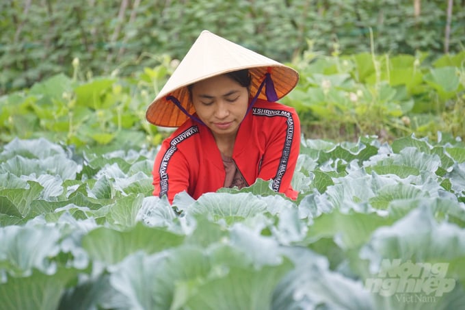 dsc08336-110500_233-110502.jpg Nông dân huyện Thiệu Hóa chăm sóc rau màu vụ đông. Ảnh: Quốc Toản.