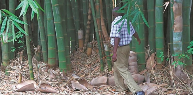 A worker inspects a bamboo forest in central Kenya.