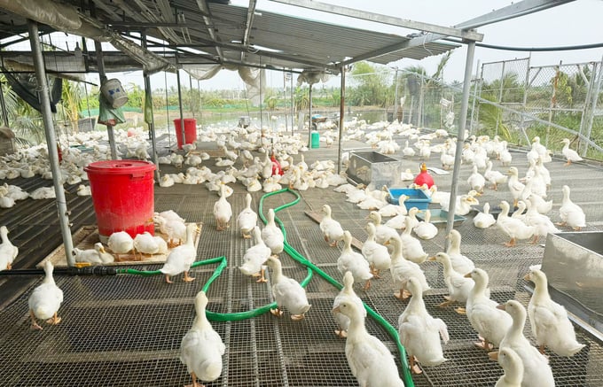 nuoi-vut-221248_350.jpg Nhiều hộ dân đã chuyển sang nuôi vịt khép kín với chuồng, sàn hiện đại. Ảnh: Đinh Mười.