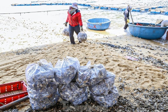 3-154014_500.jpg Tập kết hàu để bán cho thương lái. Ảnh: V.Đ.T.