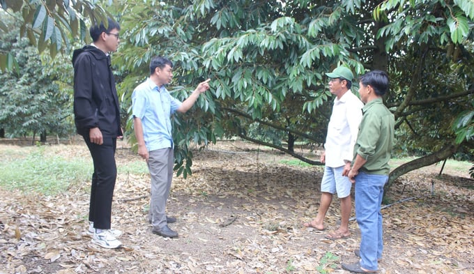 Trung tâm Dịch vụ nông nghiệp huyện Bù Đốp tập huấn canh tác sầu riêng bằng giải pháp sinh học tại vườn anh Huy. Ảnh: Trần Trung.