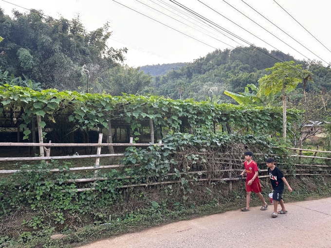 Vườn trồng su su được thiết kế hệ thống tưới tiêu hiện đại. Ảnh: Đức Bình.