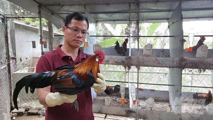 24-165037_500-165037.jpg Trại gà rừng của Chinh hiện nuôi nhốt hơn 2.000 con. Ảnh: Quốc Toản.