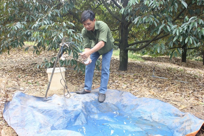 Bẫy xén tóc bằng đèn được xem giải pháp tối ưu phòng trừ sâu đục thân mà anh Huy đang áp dụng. Ảnh: Trần Trung.
