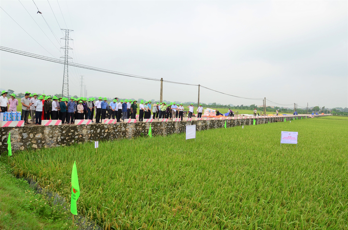 dsc_2105-142735_426.jpg Mô hình lúa hàng hóa chất lượng cao ở ngoại thành Hà Nội. Ảnh: NNVN.
