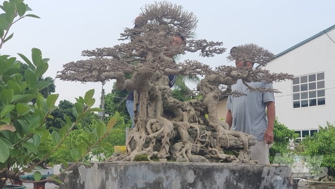 anh17-cay-canh-145321_923-145321.jpg