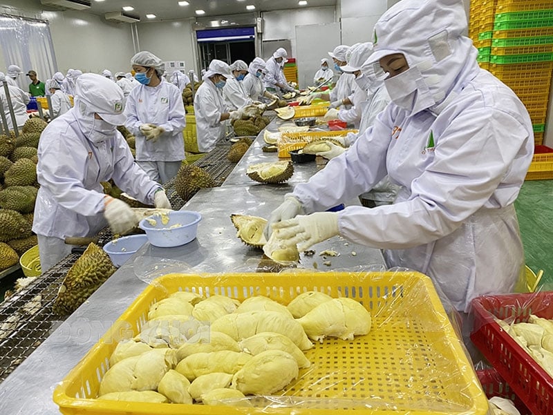 Kim ngạch xuất khẩu sầu riêng 5 tháng đầu năm 2025 đạt khoảng 386 triệu USD, giảm tới 58% so với cùng kỳ năm 2024. Ảnh: Linh Linh.
