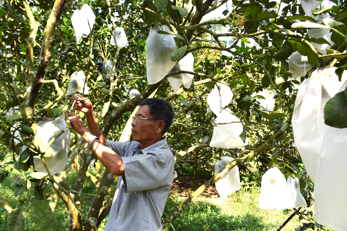 2-093325_441.jpg Kỹ thuật xử lý bưởi nghịch vụ ngày càng hiệu quả, những vườn bưởi cho quả vào dịp Tết giúp nâng cao giá trị và thu nhập cho người dân Hoài Ân. Ảnh: V.ĐT.