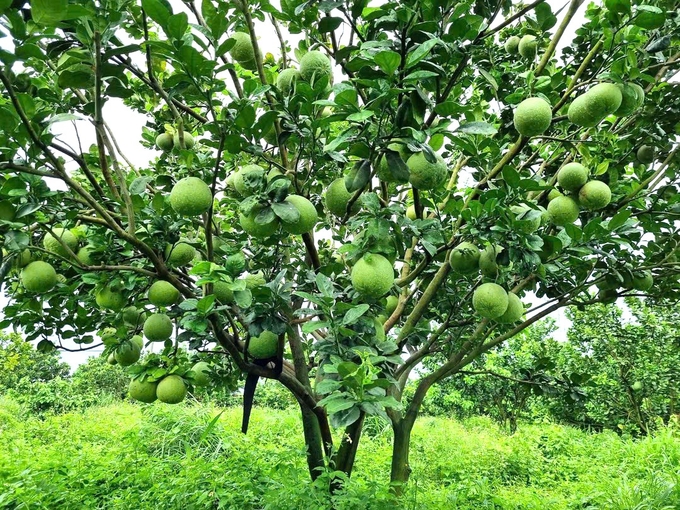 3-093327_213.jpg Nhờ kỹ thuật chăm sóc nên sản lượng và chất lượng của bưởi trái vụ ở Hoài Ân vẫn tương đương chính vụ. Ảnh: V.Đ.T.