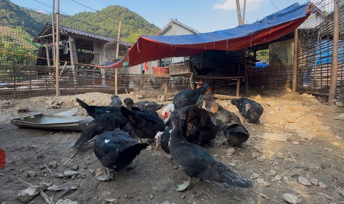 3333-224054_547.jpg Các hộ nuôi thêm gà, vịt lấy lương thực cho bữa ăn hàng ngày. Ảnh: Đức Bình.