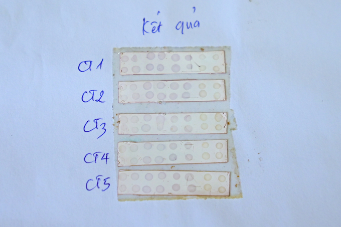 ccm-3-150639_867.jpg Những mẫu nhiễm bệnh (6 cột bên trái) có màu tím và những mẫu sạch bệnh (2 cột bên phải) có màu trắng. Ảnh: Tùng Đinh.
