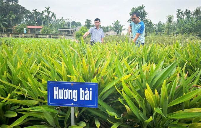hai-thuong1-150946_942.jpg Ông Lê Trường Sơn, Chủ tịch UBND xã Quang Diệm (bên trái) đôn đốc, giám sát hoạt động chăm sóc vườn thuốc nam tại khu lưu niệm. Ảnh: Thanh Nga.
