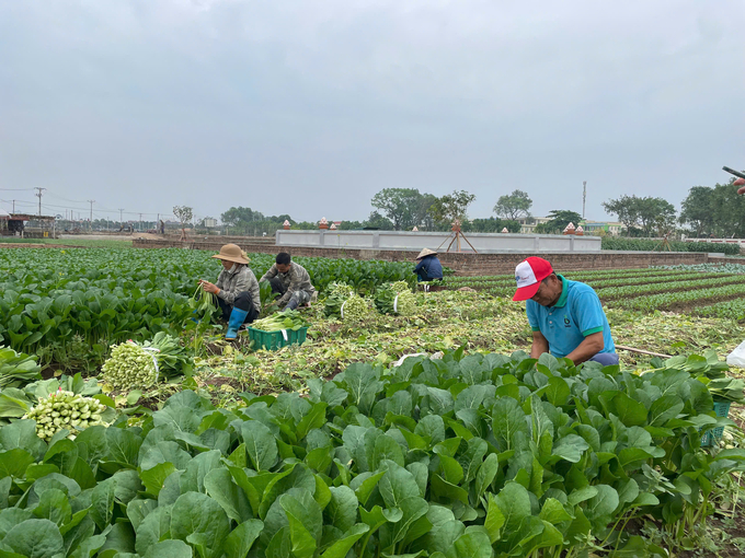 Nhờ làm tốt công tác quản lý, kiểm tra, tuyên truyền nên hoạt động kinh doanh vật tư nông nghiệp của Hà Nội dần đi vào quy củ, từ đó giúp chất lượng nông sản của Thủ đô ngày càng được nâng cao.